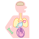 歯周病と全身疾患